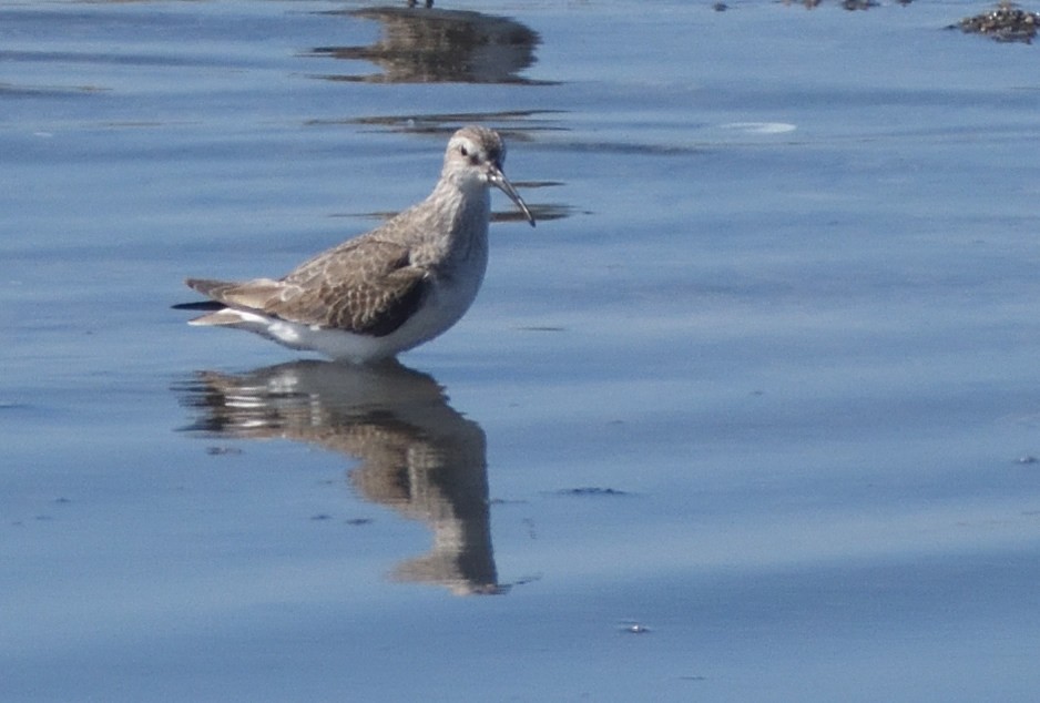 Curlew Sandpiper - ML645158323