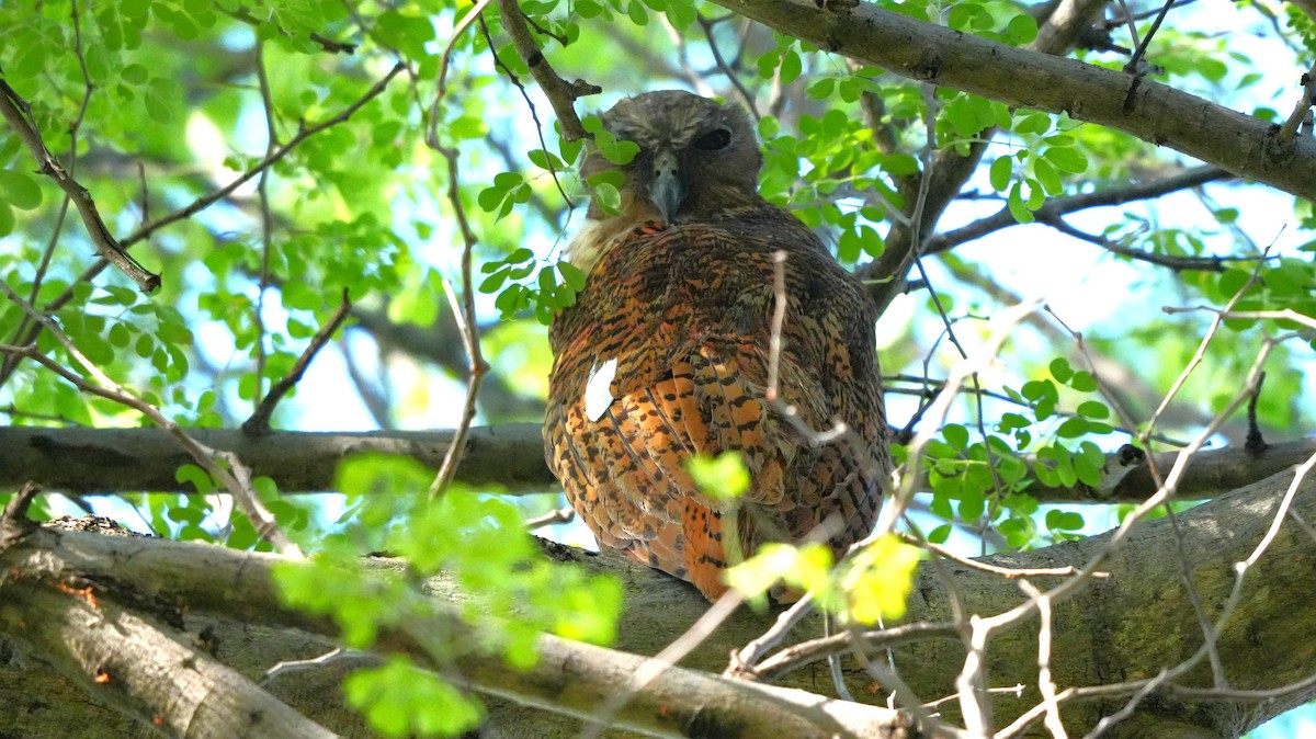 Pel's Fishing-Owl - ML645158325