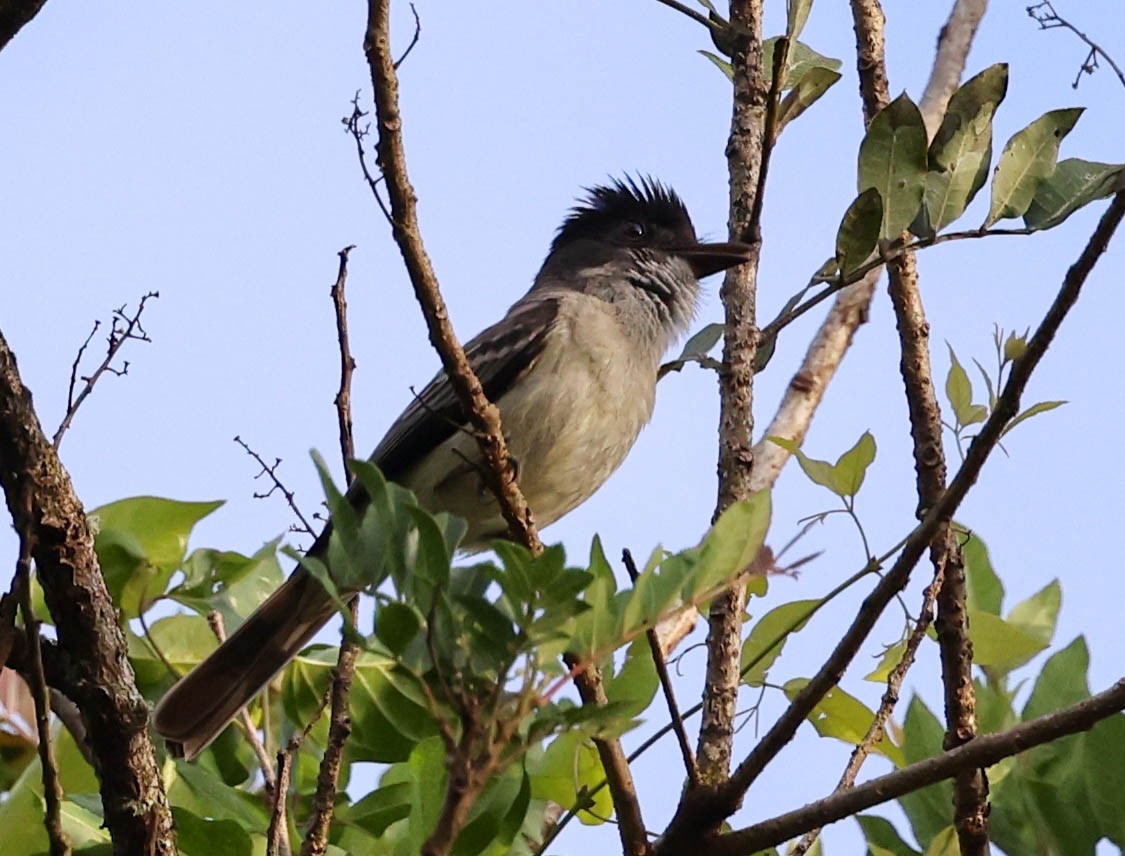 Sibilant Sirystes - ML645158326