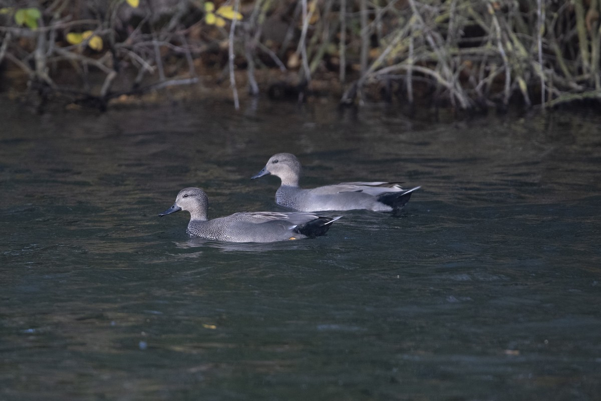 kopřivka obecná - ML645158334