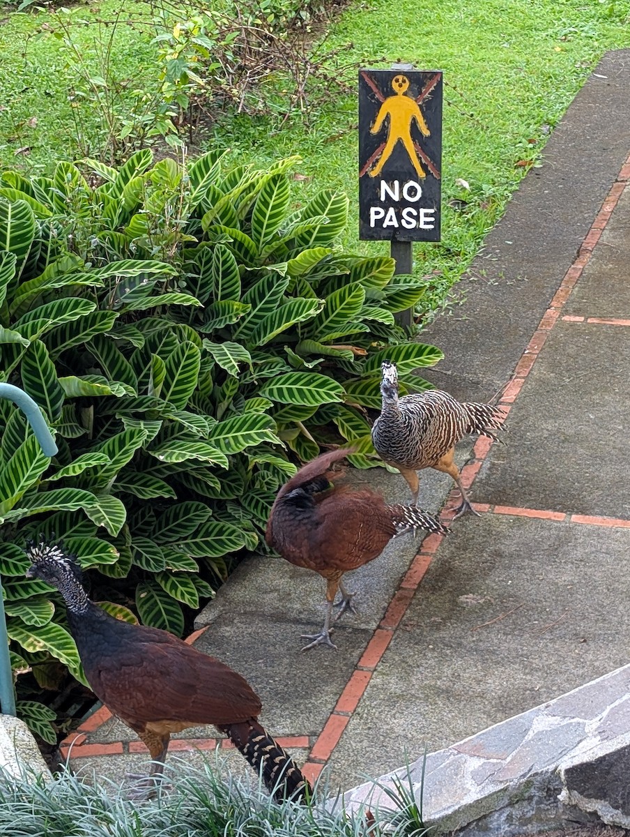 Great Curassow - ML645158342