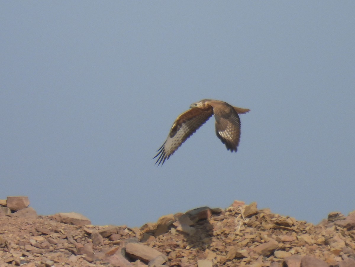 Курганник - ML645158364