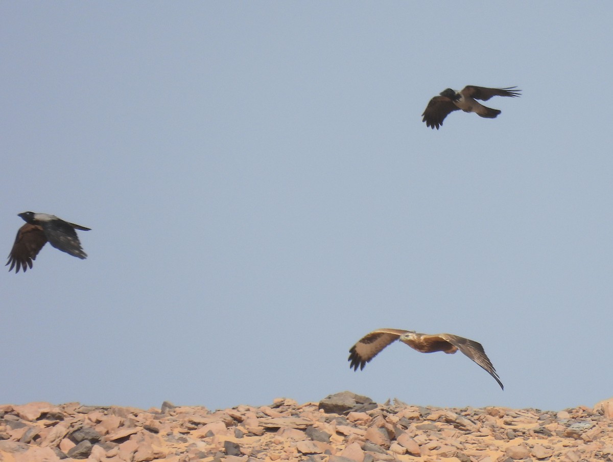 Курганник - ML645158365