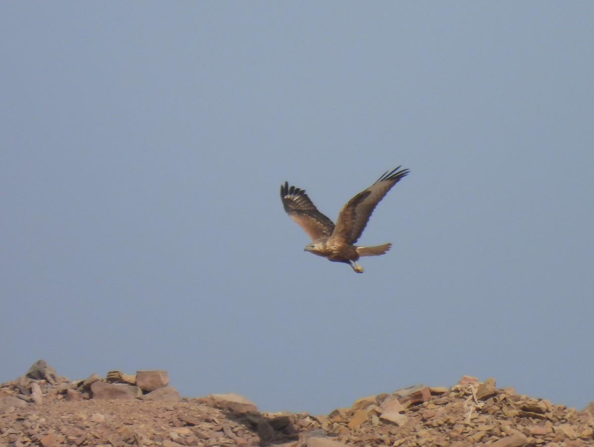 Курганник - ML645158366