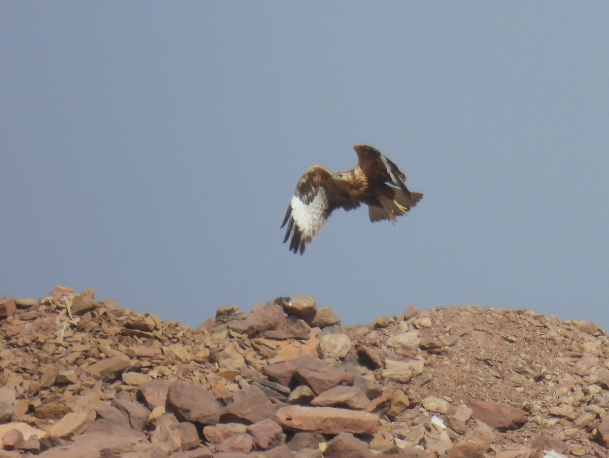 Курганник - ML645158367