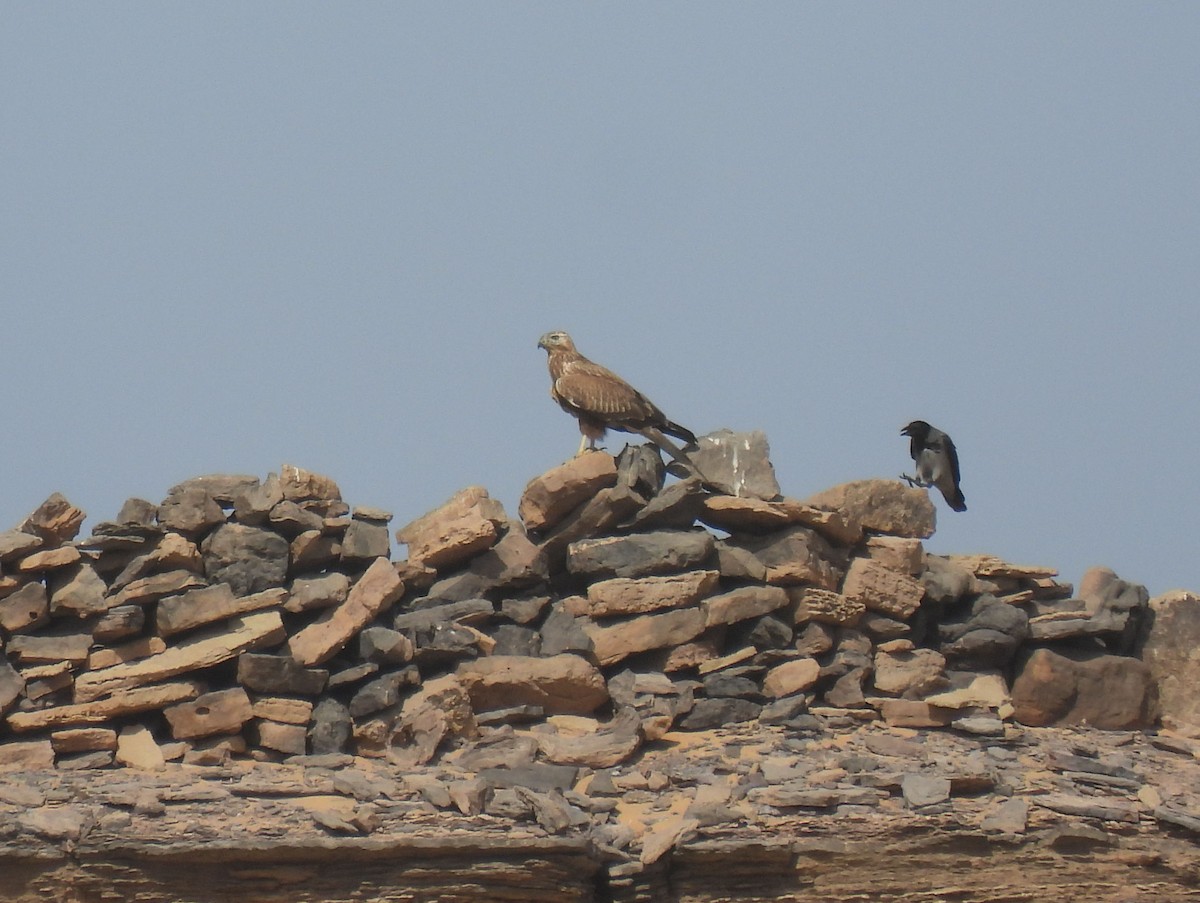 Курганник - ML645158368