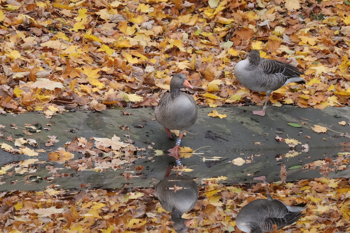 Graylag Goose - ML645158371