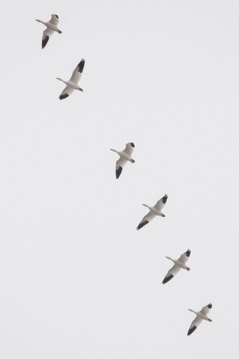 Snow Goose - ML645158372