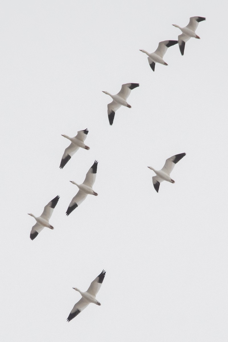 Snow Goose - ML645158373