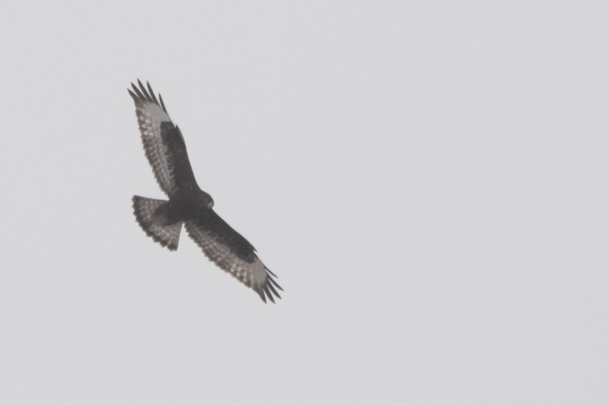 Rough-legged Hawk - ML645158376