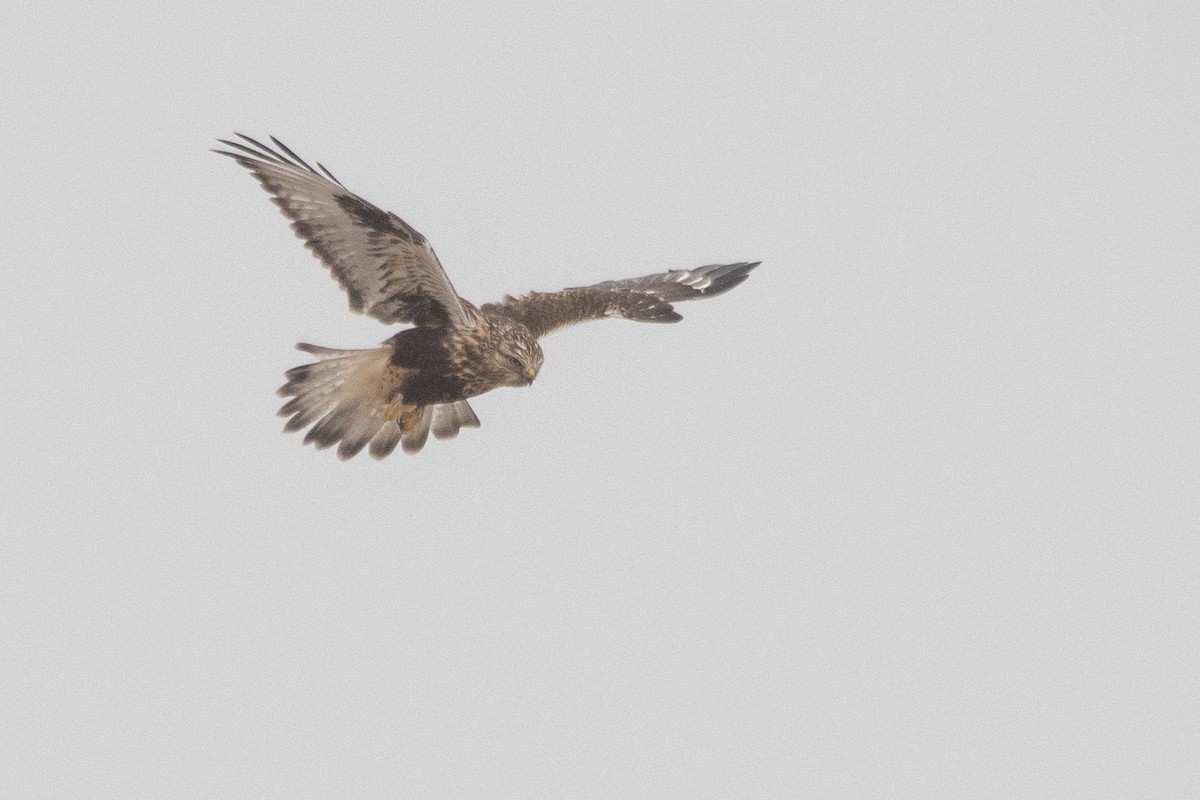 Rough-legged Hawk - ML645158377