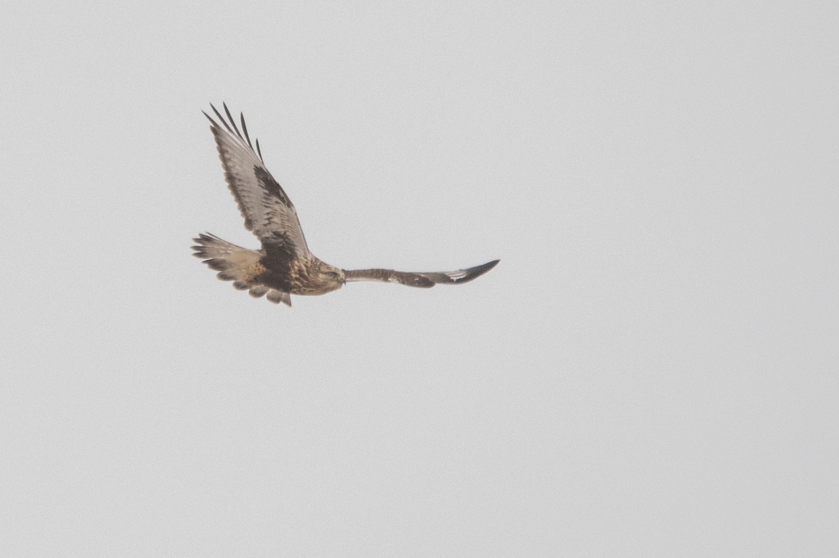 Rough-legged Hawk - ML645158379