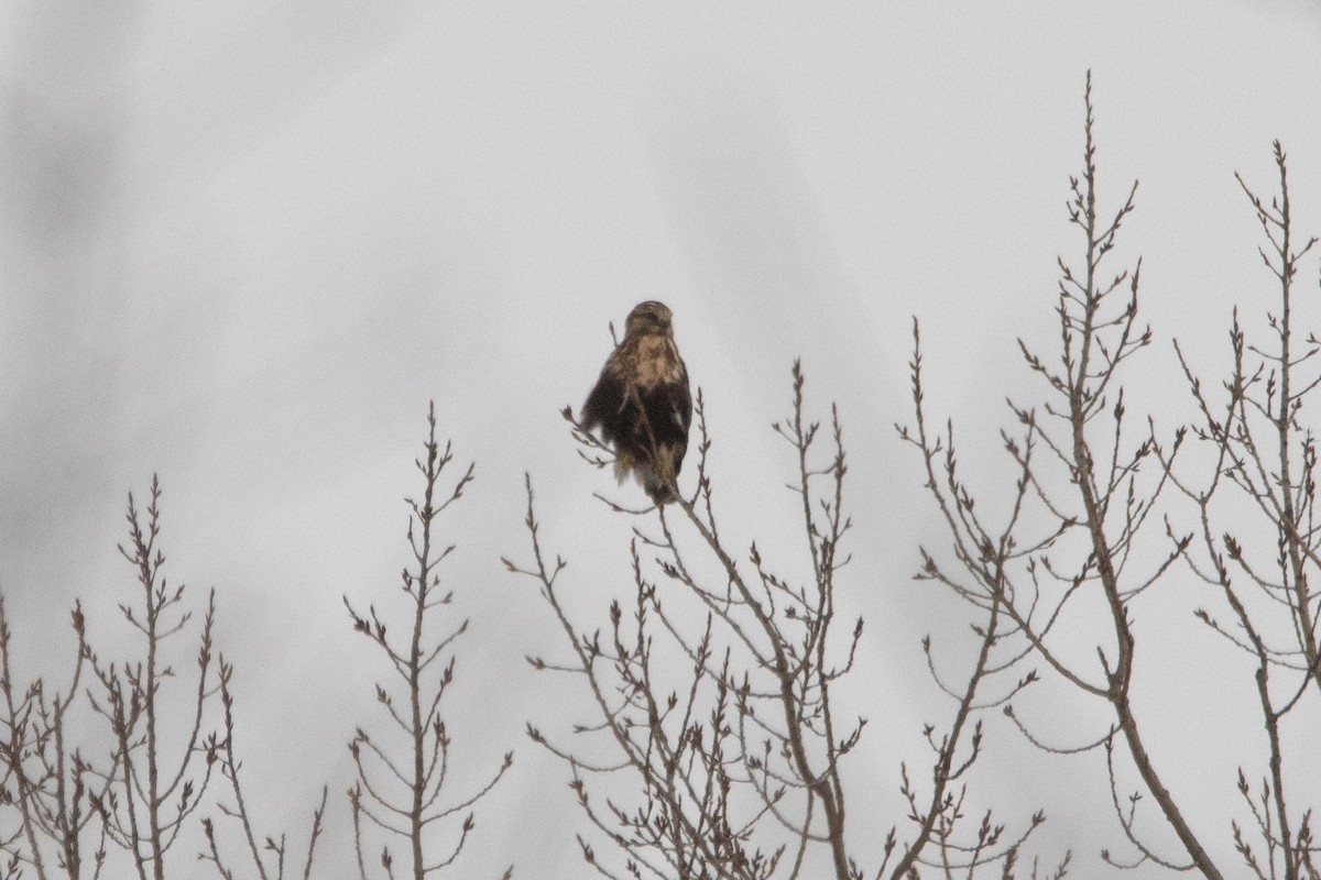 Rough-legged Hawk - ML645158380
