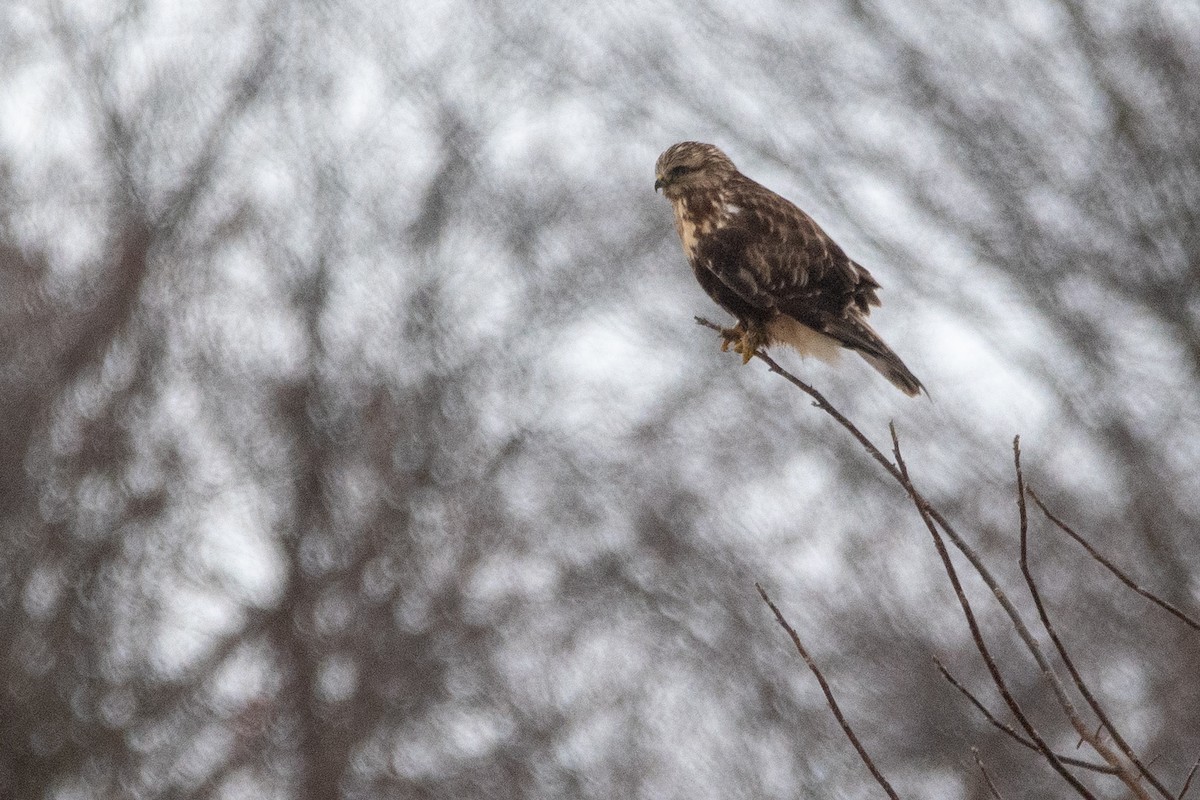 Rough-legged Hawk - ML645158381
