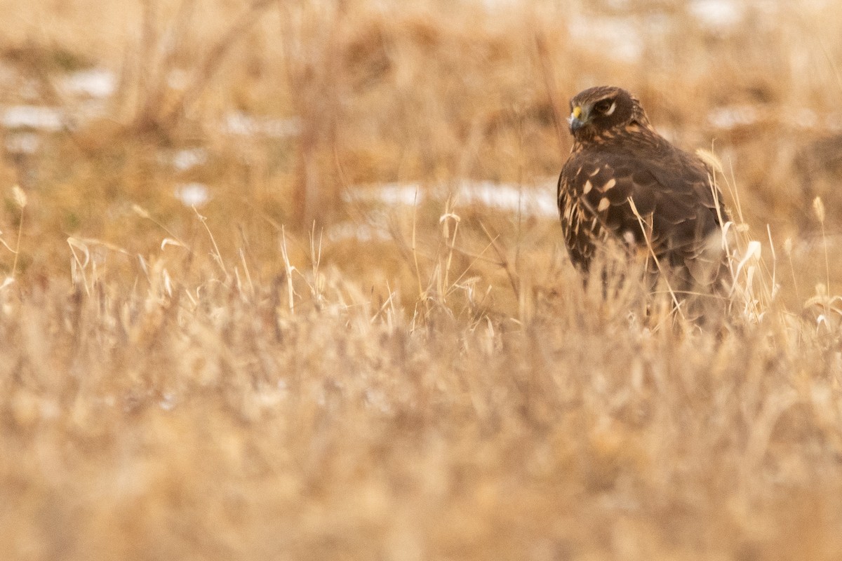 Northern Harrier - ML645158382