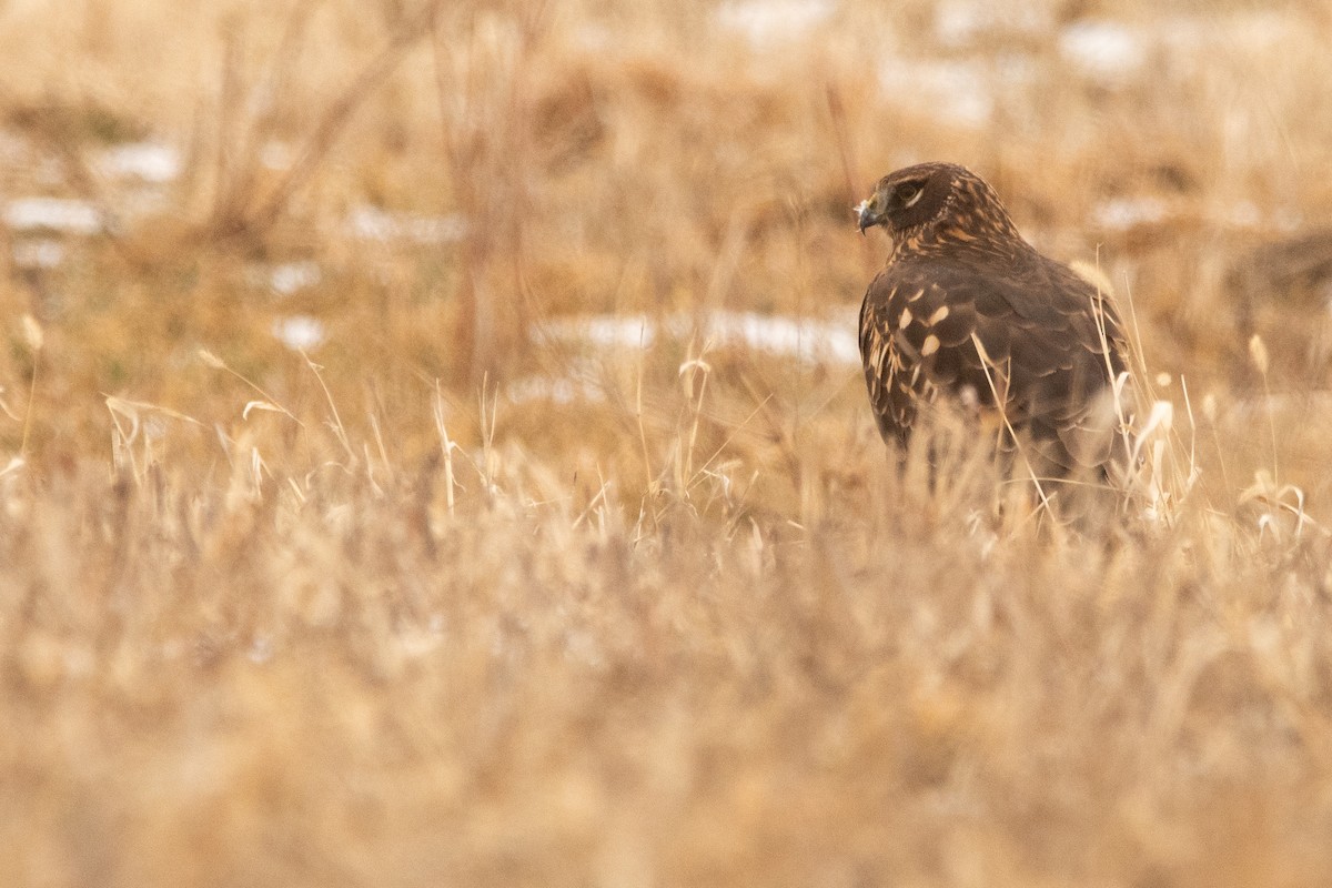 Northern Harrier - ML645158383