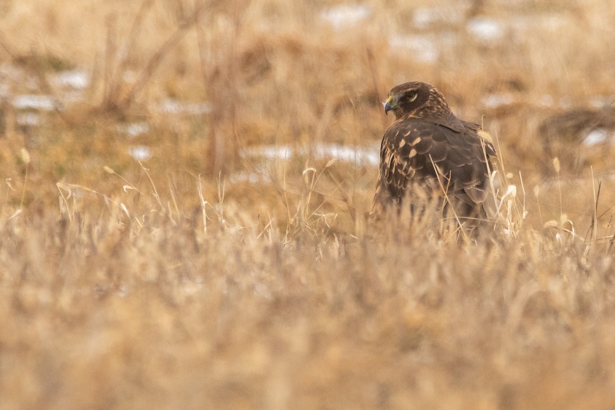 Northern Harrier - ML645158384