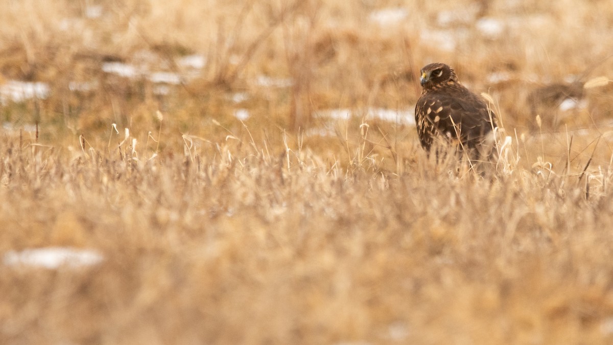 Northern Harrier - ML645158385