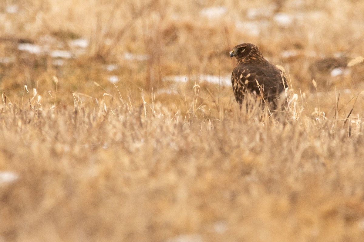Northern Harrier - ML645158386