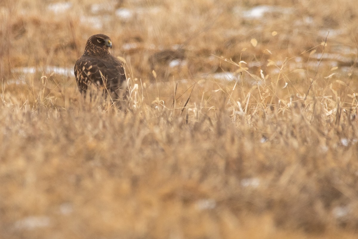 Northern Harrier - ML645158387