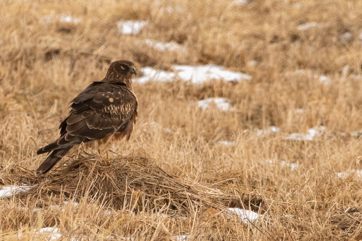 Northern Harrier - ML645158390