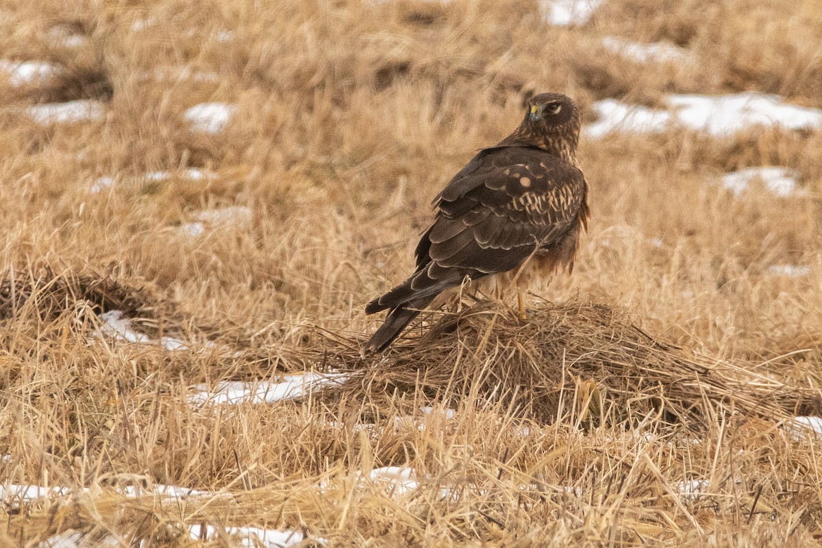 Northern Harrier - ML645158391