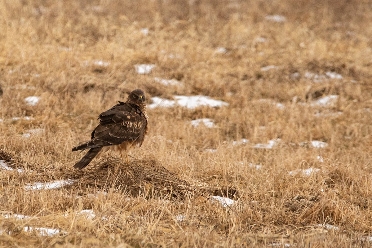 Northern Harrier - ML645158392