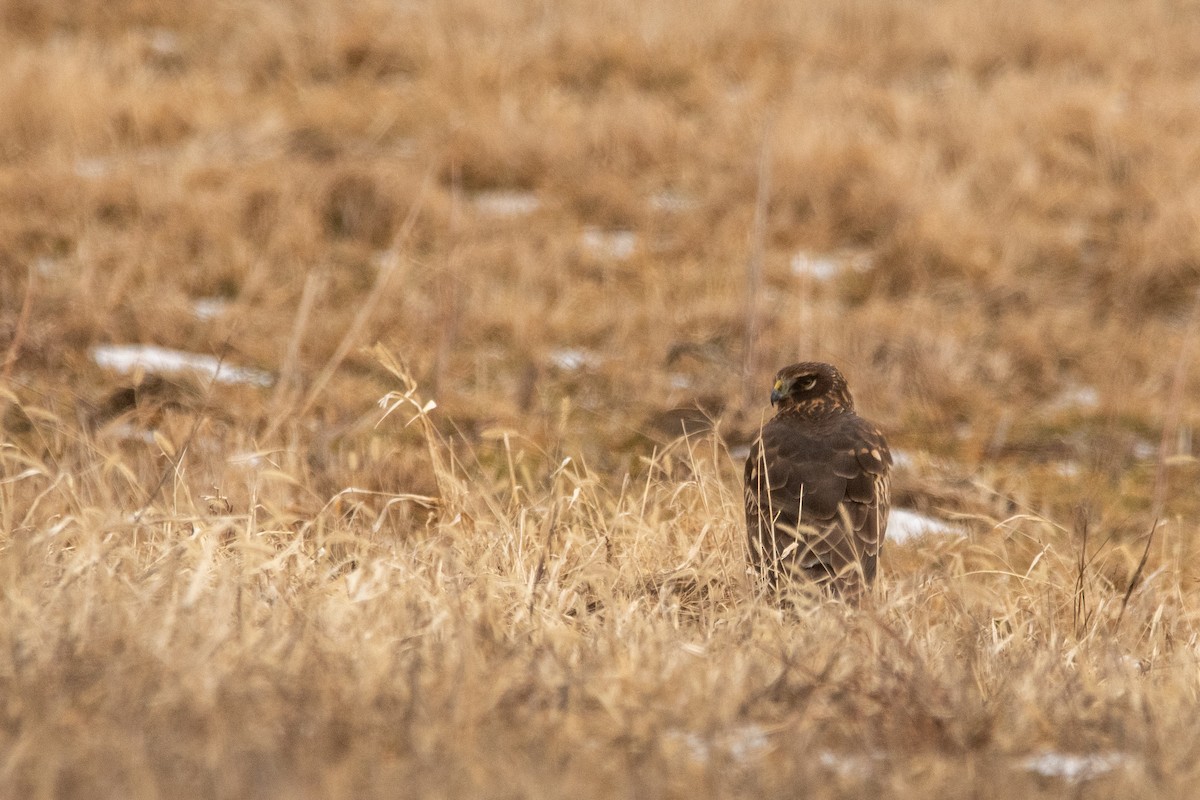 Northern Harrier - ML645158393