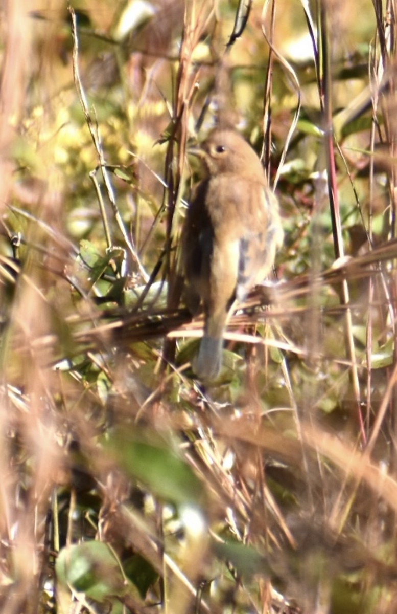 Passerin indigo - ML645158405