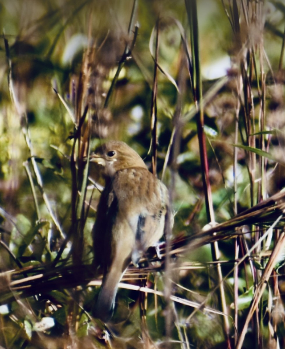 Passerin indigo - ML645158406
