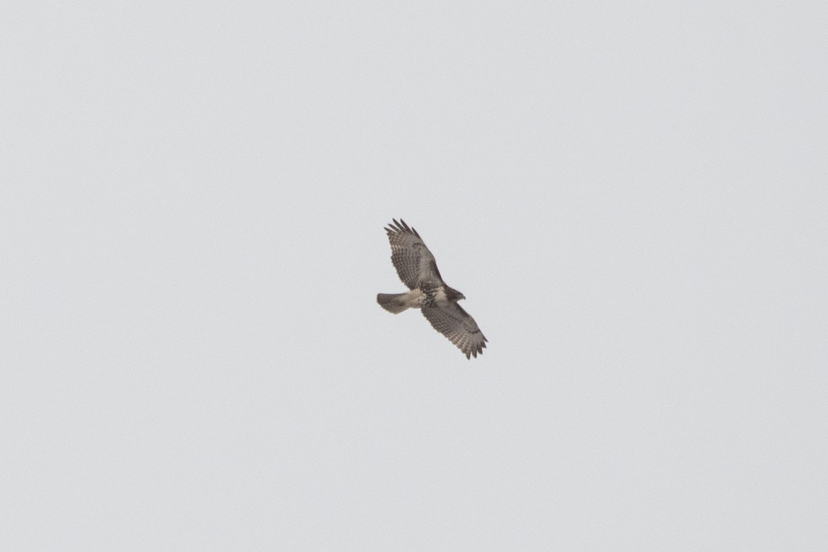 Red-tailed Hawk - ML645158410