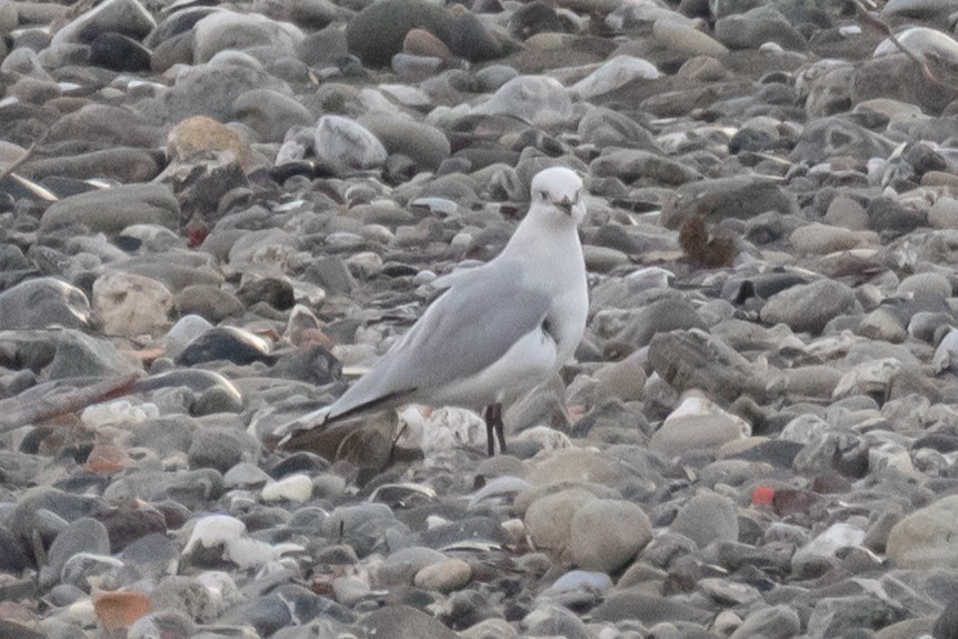 Mediterranean Gull - ML645158417