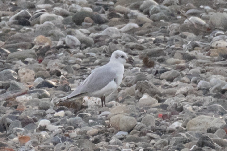 Mediterranean Gull - ML645158418