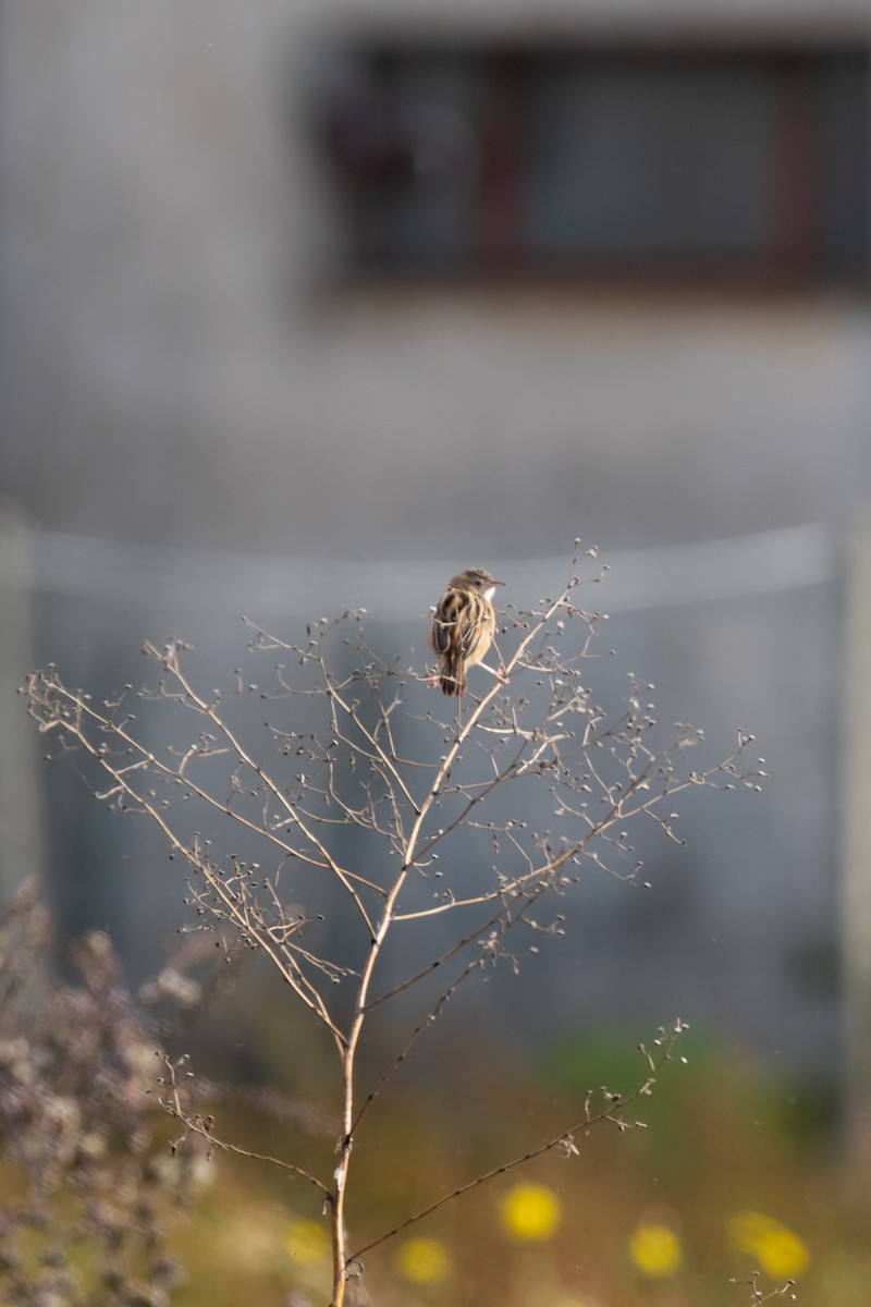 Zitting Cisticola - ML645158420