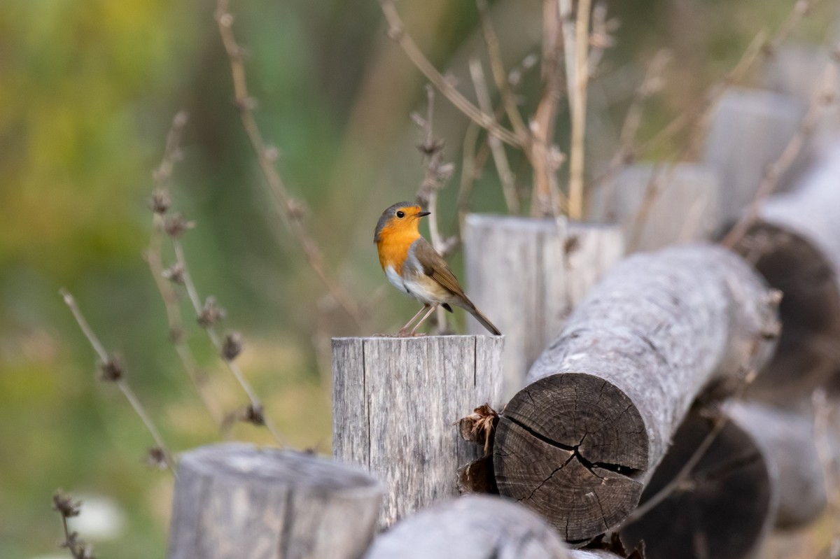 European Robin - ML645158431