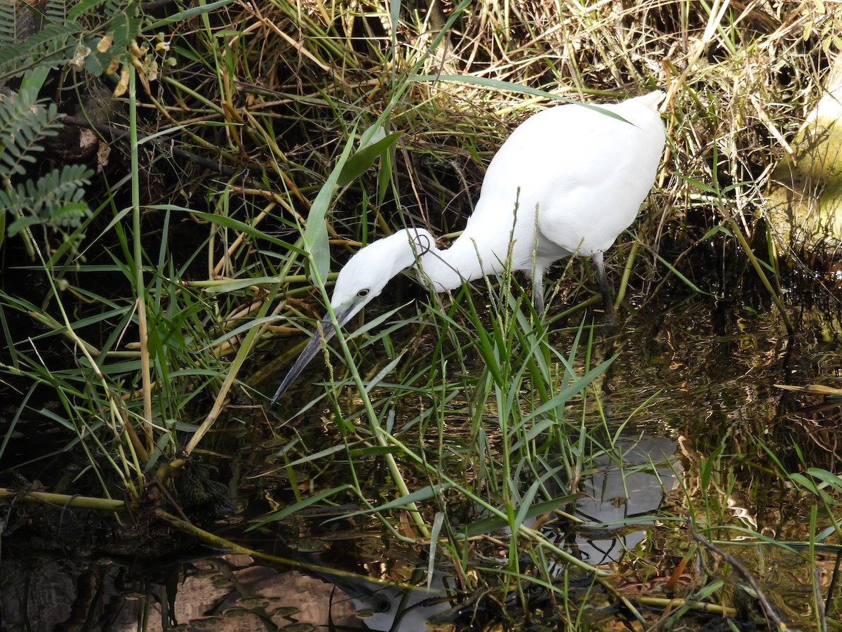 Little Egret - ML645158452