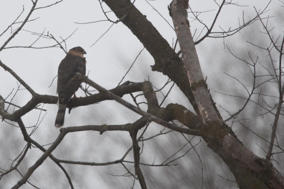 Cooper's Hawk - ML645158465
