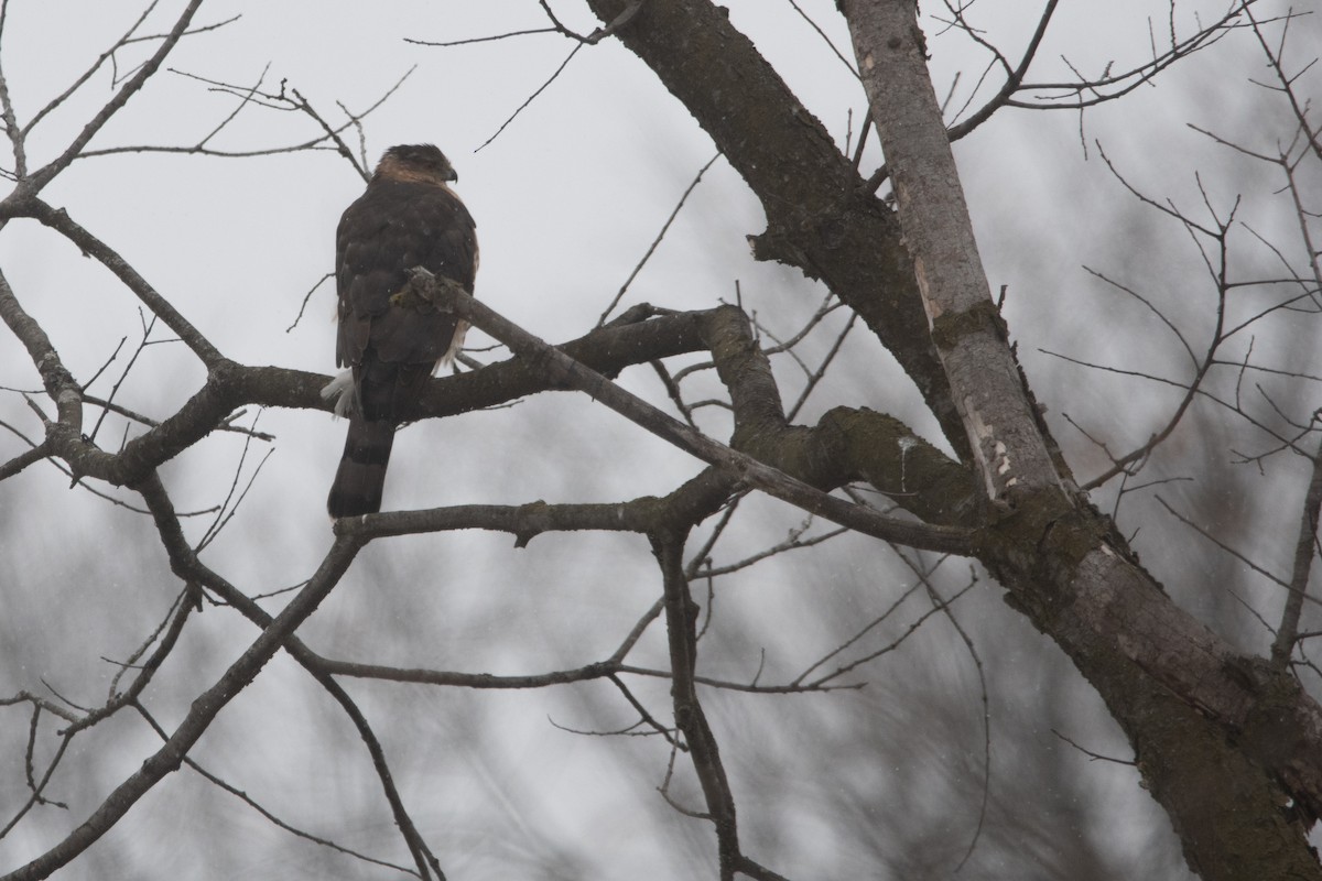 Cooper's Hawk - ML645158466