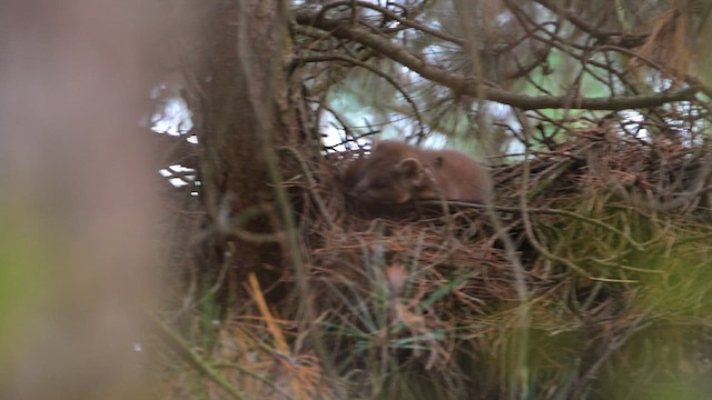 Eurasian Pine Marten - ML645158473