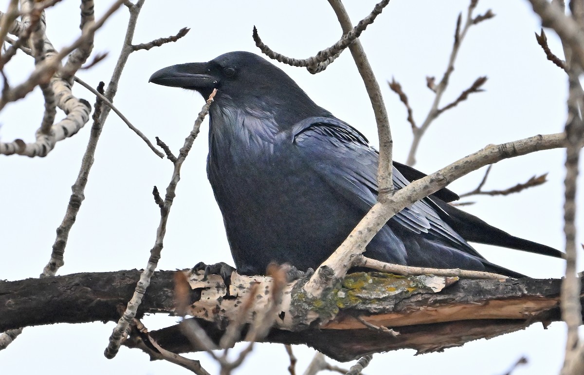 Common Raven - ML645158480