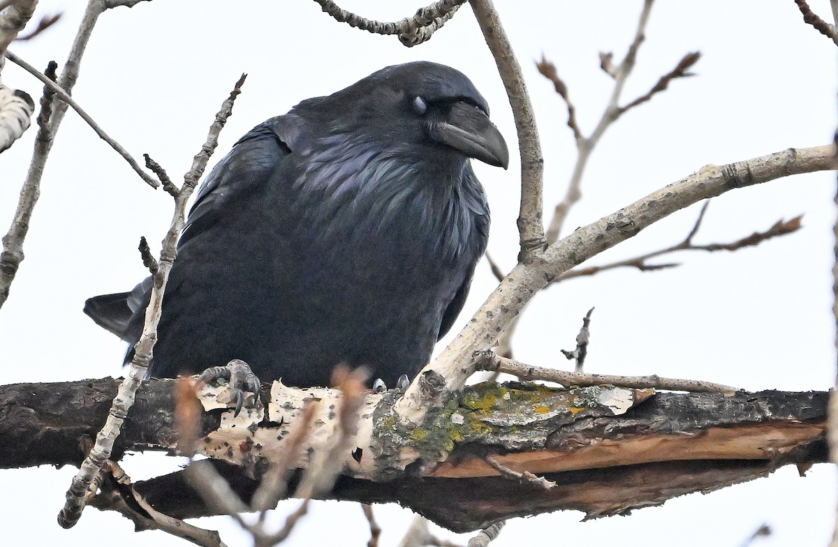 Common Raven - ML645158481