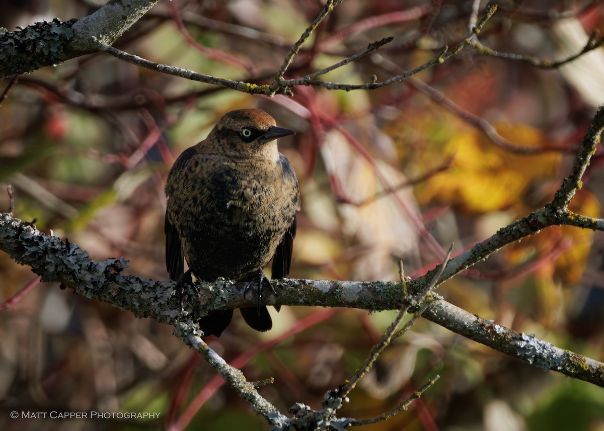 Rusty Blackbird - ML645158494