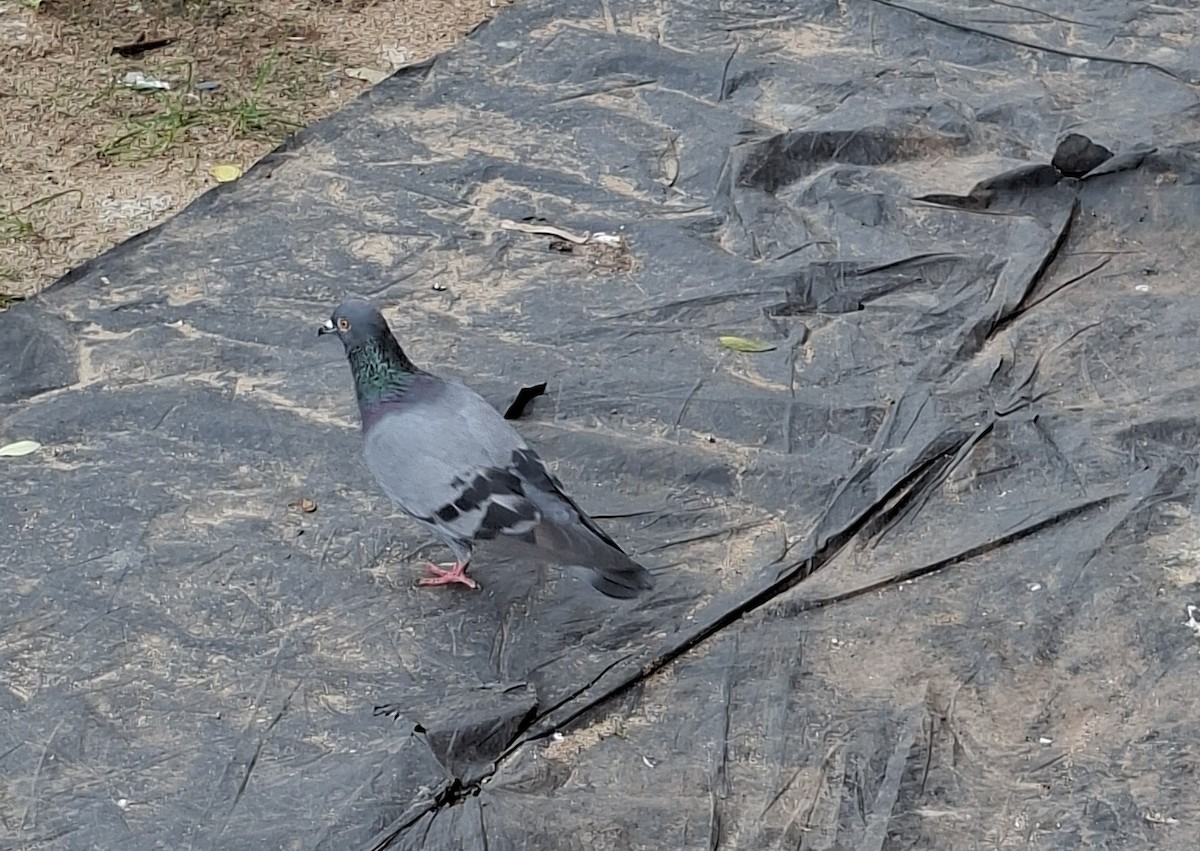 Rock Pigeon (Feral Pigeon) - ML645158509