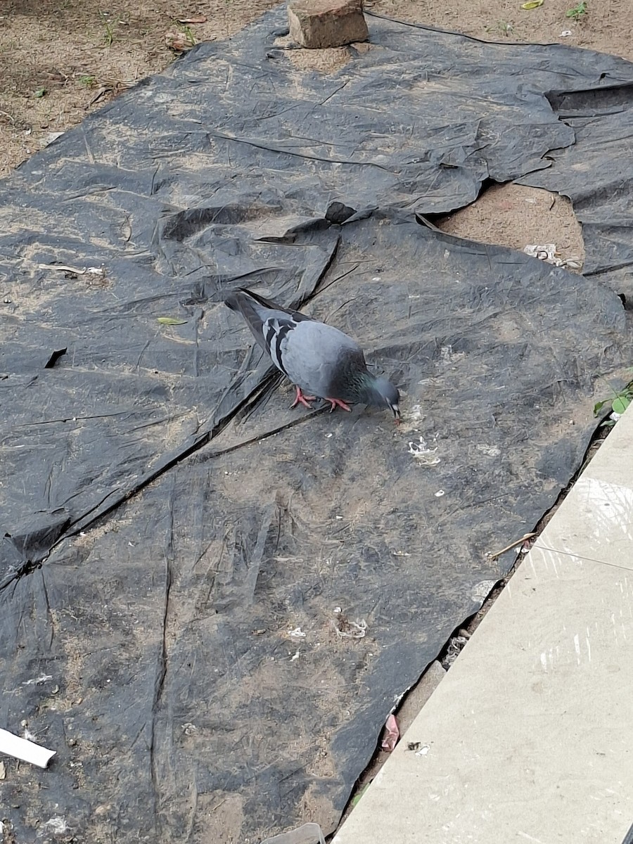 Rock Pigeon (Feral Pigeon) - ML645158510