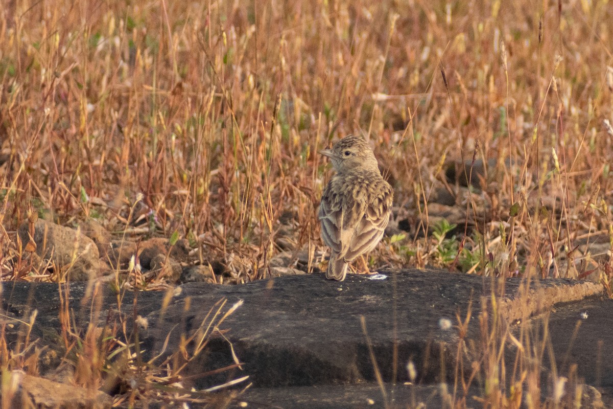 Alouette de Sykes - ML645158540