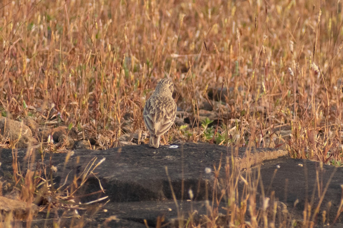 Alouette de Sykes - ML645158541