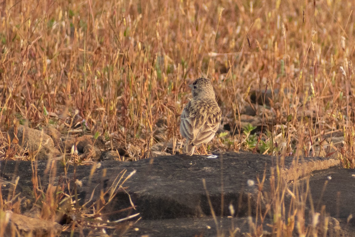 Alouette de Sykes - ML645158542