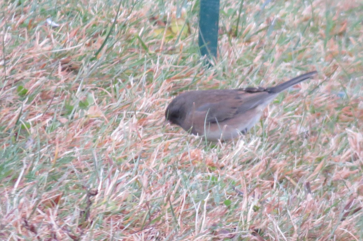 Dark-eyed Junco - ML645158572