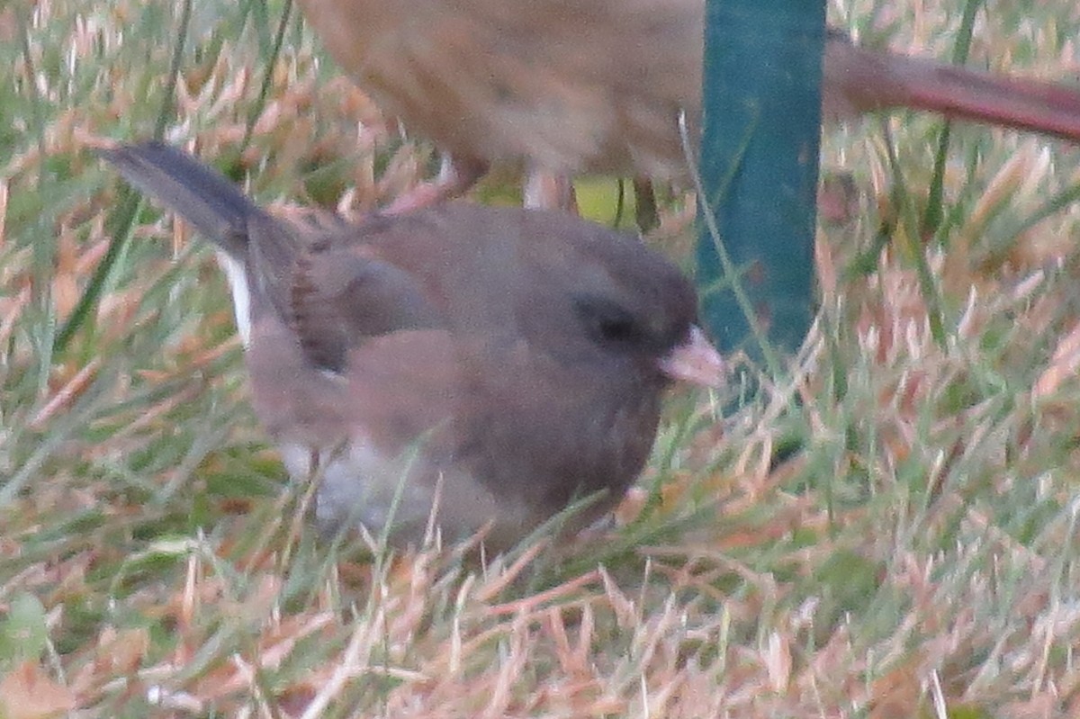 Dark-eyed Junco - ML645158573