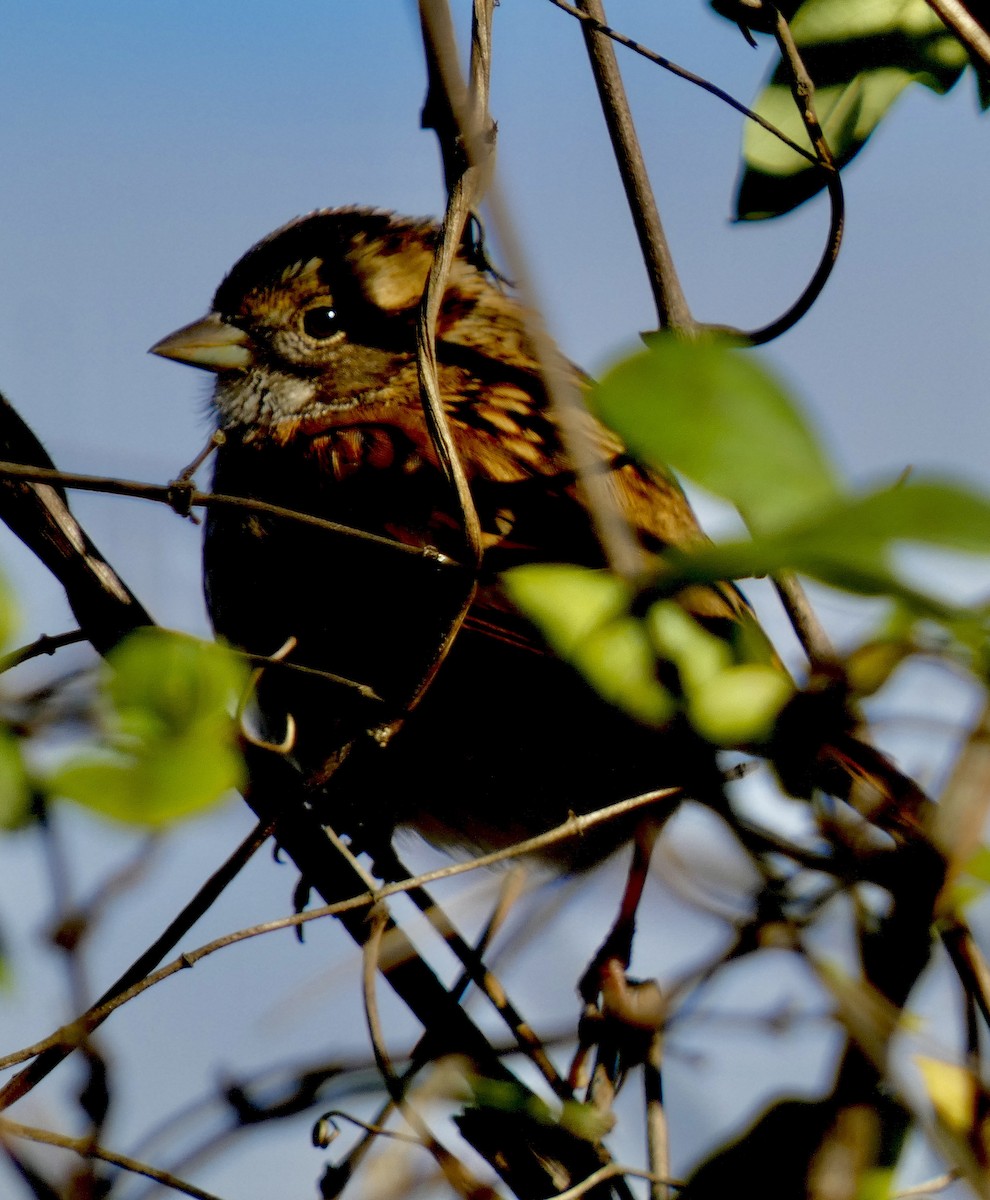 White-throated Sparrow - ML645158578